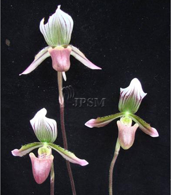 Paphiopedilum